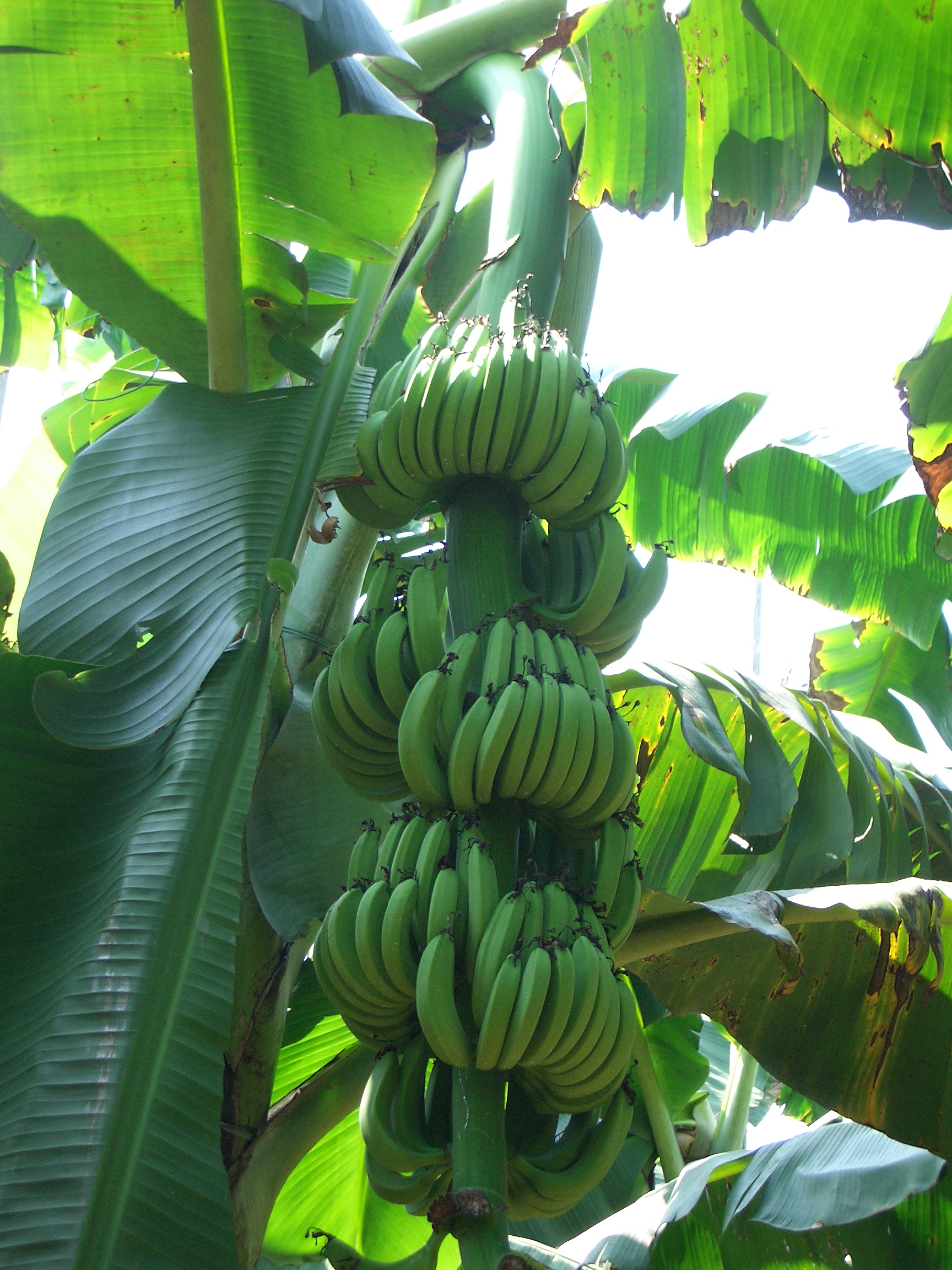 香蕉树图片素材-编号13764798-图行天下