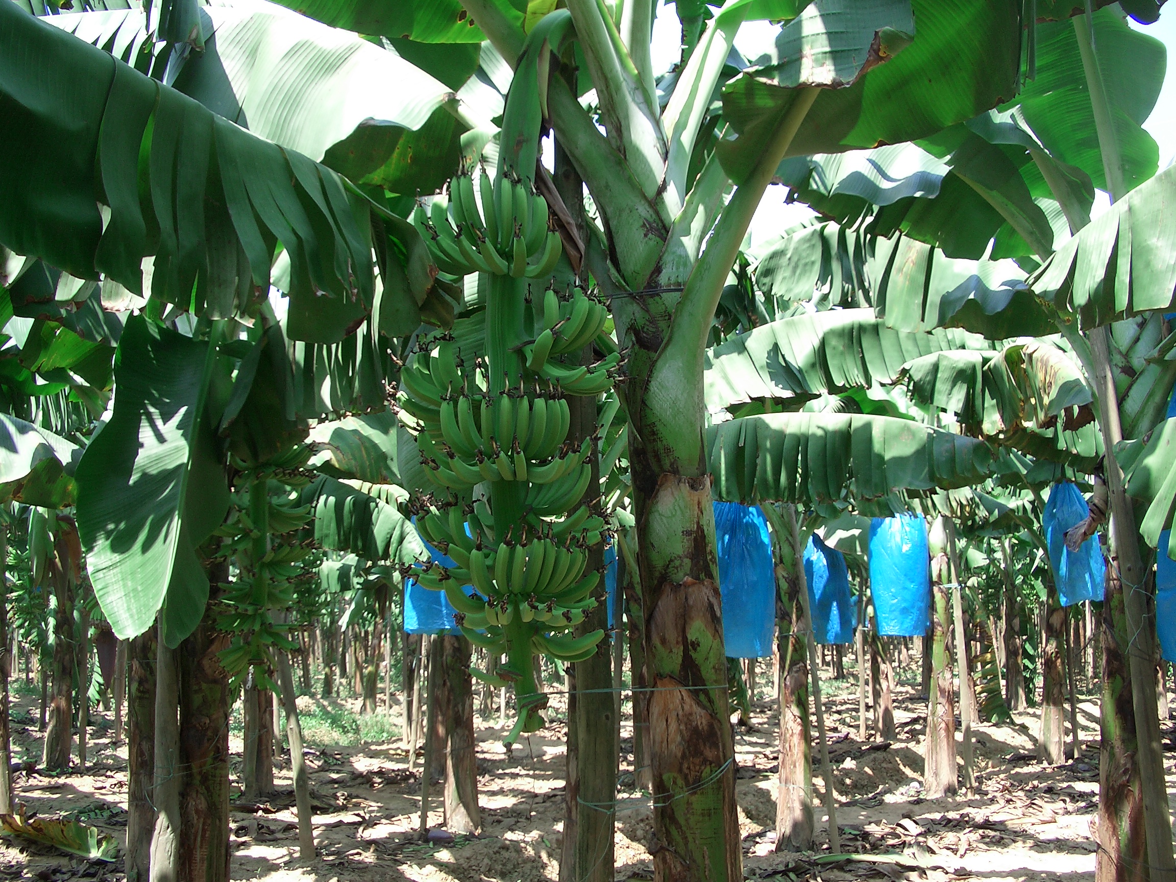 制造商转投香蕉业 首次收成即迎丰收 - 农牧世界